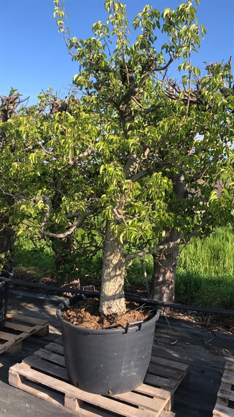 Pyrus c. 'Doyenné du Comice' - C100 225-250 CM